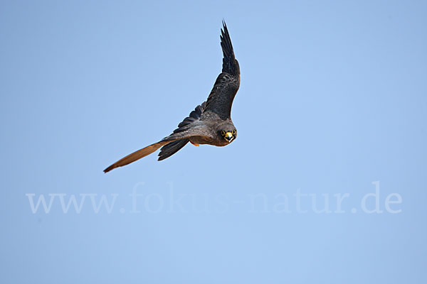 Schieferfalke (Falco concolor)