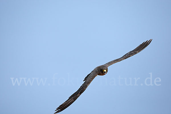 Schieferfalke (Falco concolor)