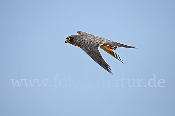 Schieferfalke (Falco concolor)