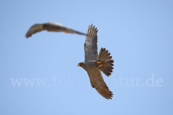 Schieferfalke (Falco concolor)