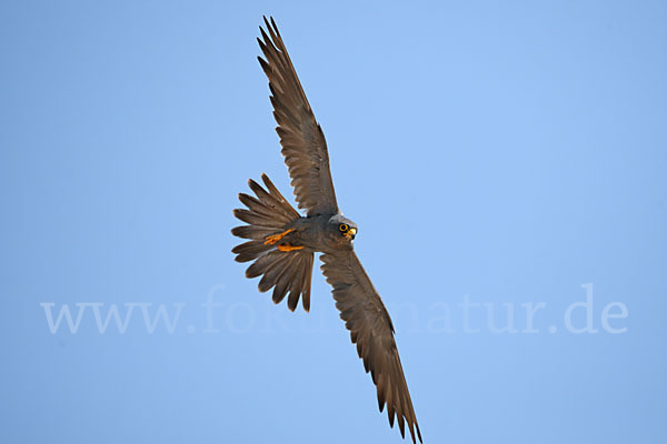 Schieferfalke (Falco concolor)