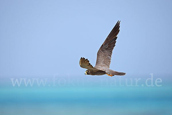 Schieferfalke (Falco concolor)