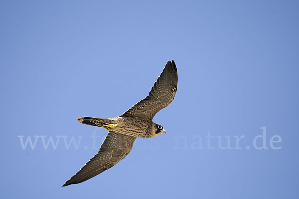 Schieferfalke (Falco concolor)