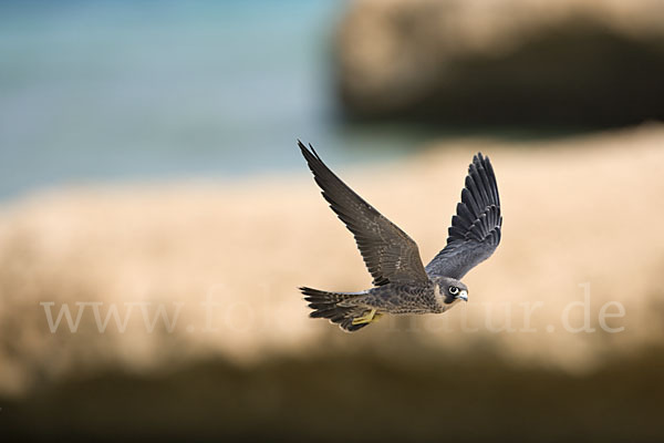 Schieferfalke (Falco concolor)