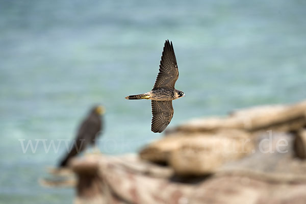 Schieferfalke (Falco concolor)