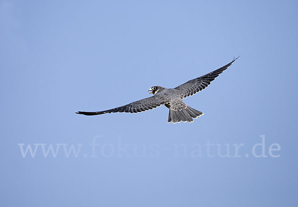 Schieferfalke (Falco concolor)