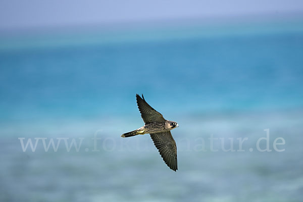 Schieferfalke (Falco concolor)