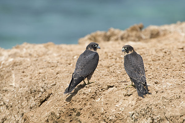 Schieferfalke (Falco concolor)