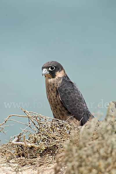 Schieferfalke (Falco concolor)