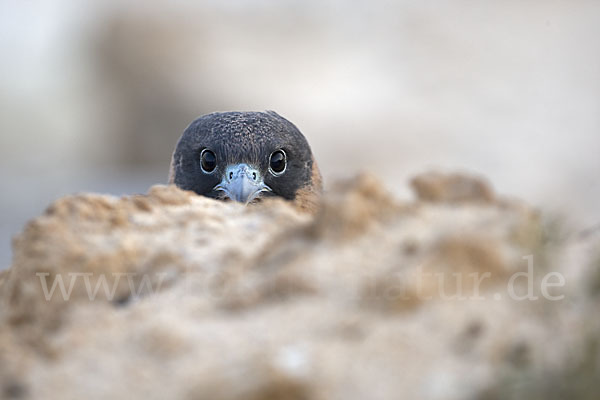 Schieferfalke (Falco concolor)