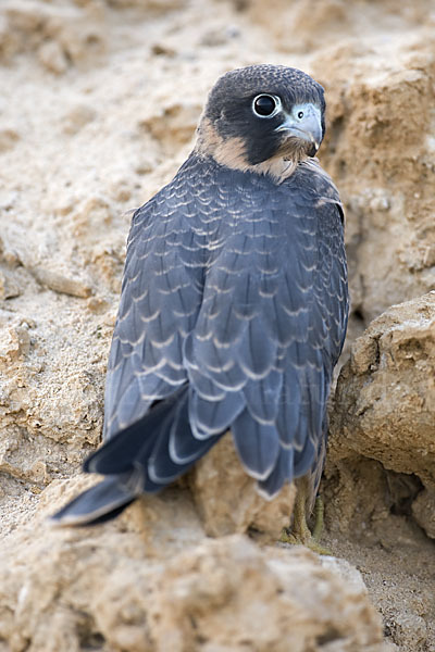 Schieferfalke (Falco concolor)