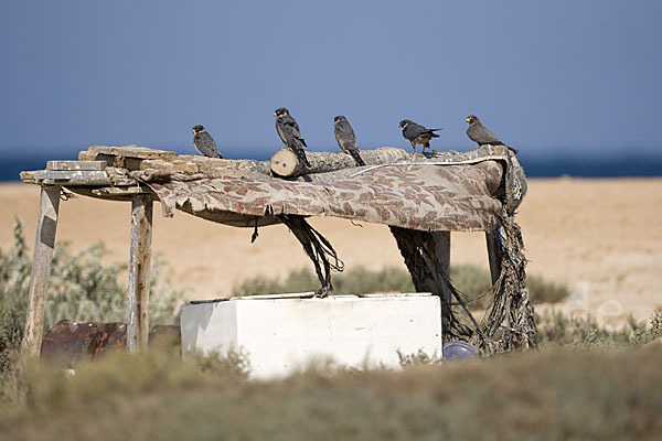 Schieferfalke (Falco concolor)