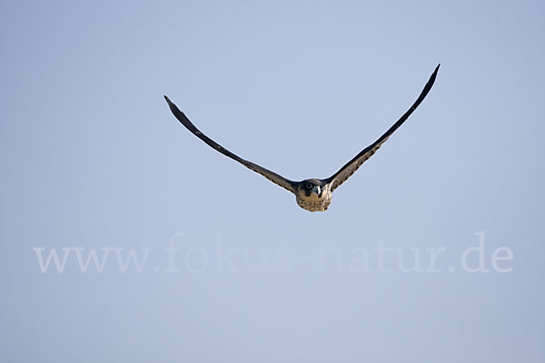 Schieferfalke (Falco concolor)