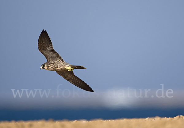 Schieferfalke (Falco concolor)