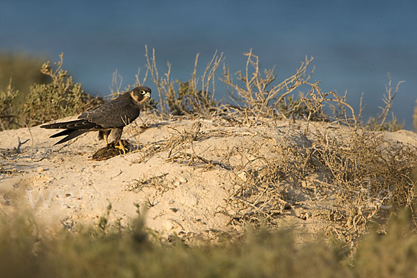 Schieferfalke (Falco concolor)