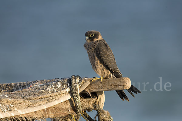 Schieferfalke (Falco concolor)