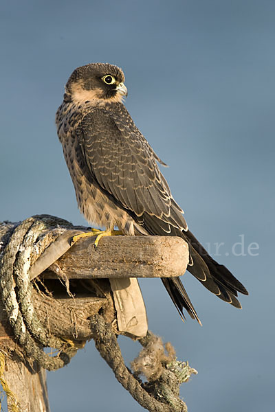 Schieferfalke (Falco concolor)