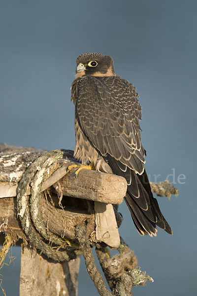 Schieferfalke (Falco concolor)