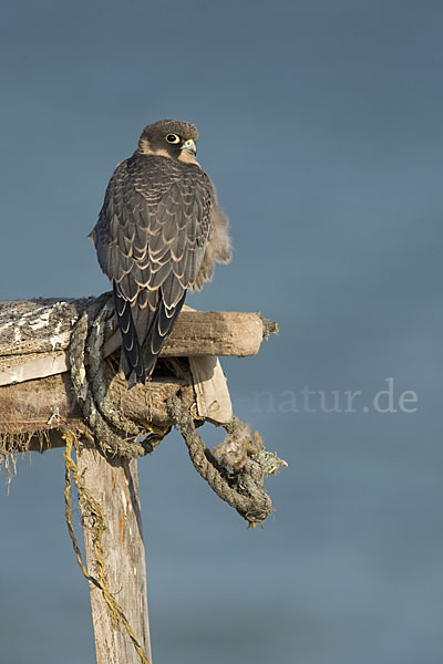 Schieferfalke (Falco concolor)