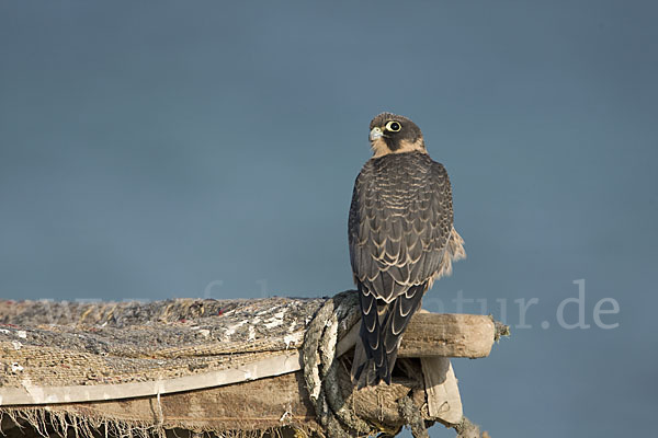 Schieferfalke (Falco concolor)