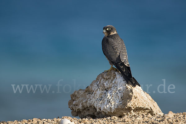 Schieferfalke (Falco concolor)