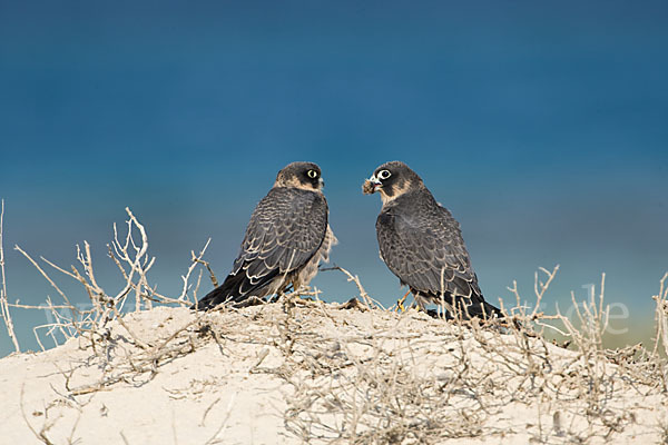 Schieferfalke (Falco concolor)