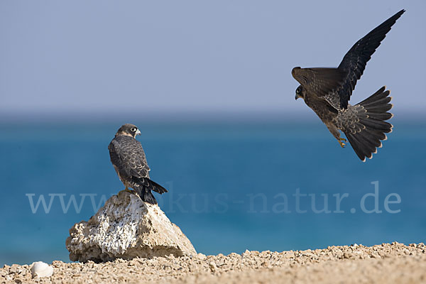 Schieferfalke (Falco concolor)