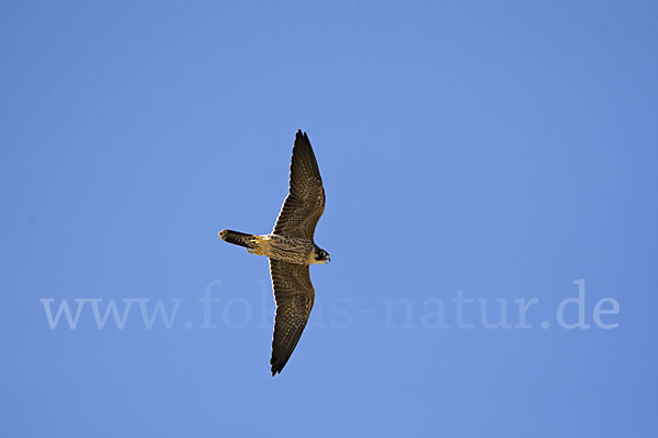 Schieferfalke (Falco concolor)