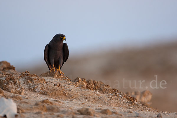 Schieferfalke (Falco concolor)