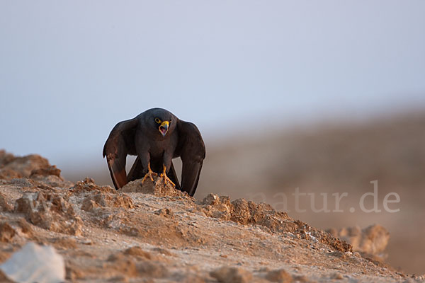 Schieferfalke (Falco concolor)