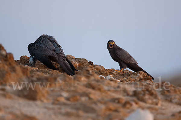 Schieferfalke (Falco concolor)