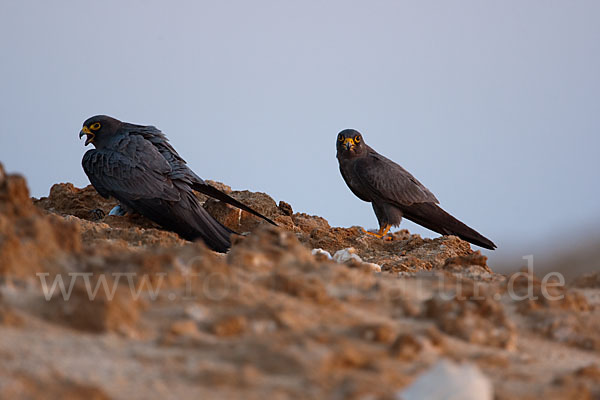 Schieferfalke (Falco concolor)