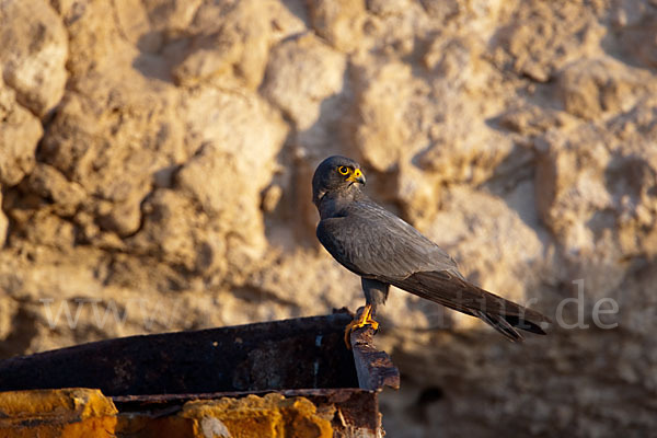 Schieferfalke (Falco concolor)