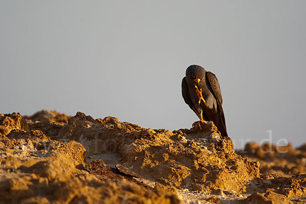 Schieferfalke (Falco concolor)