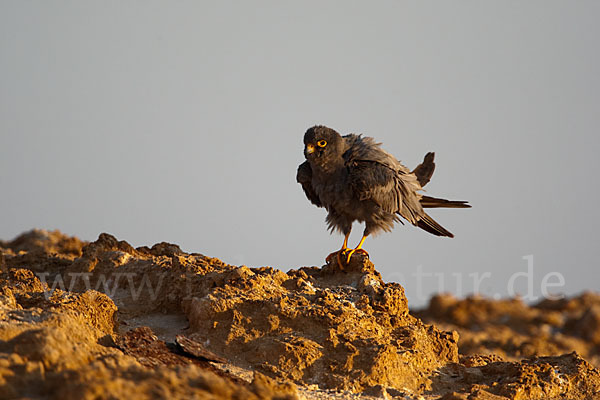 Schieferfalke (Falco concolor)