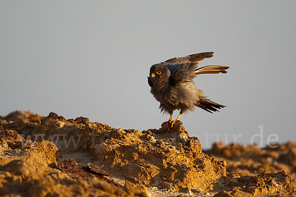 Schieferfalke (Falco concolor)