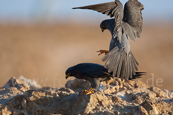 Schieferfalke (Falco concolor)