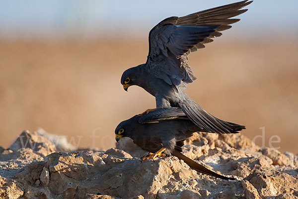 Schieferfalke (Falco concolor)