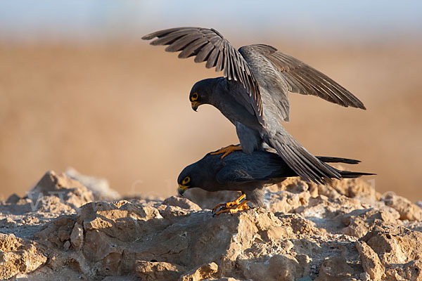 Schieferfalke (Falco concolor)