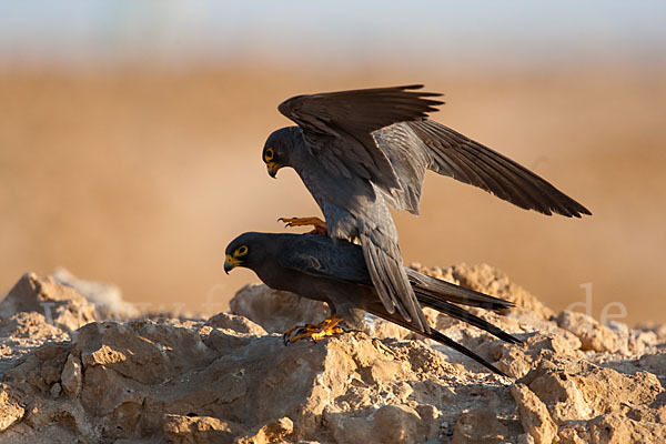 Schieferfalke (Falco concolor)