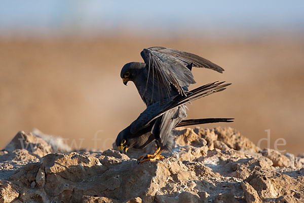 Schieferfalke (Falco concolor)