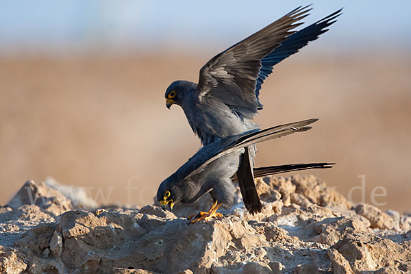 Schieferfalke (Falco concolor)