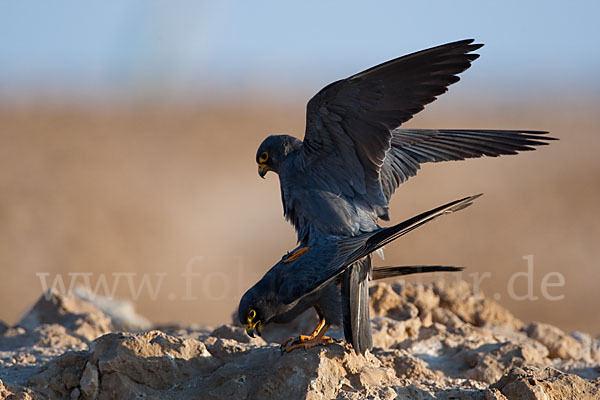 Schieferfalke (Falco concolor)