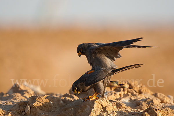 Schieferfalke (Falco concolor)