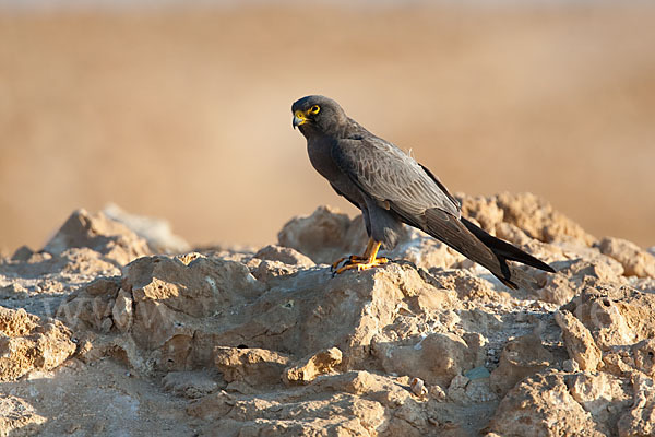Schieferfalke (Falco concolor)