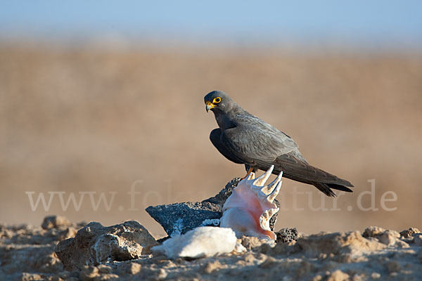 Schieferfalke (Falco concolor)