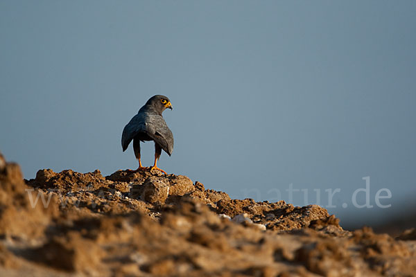 Schieferfalke (Falco concolor)