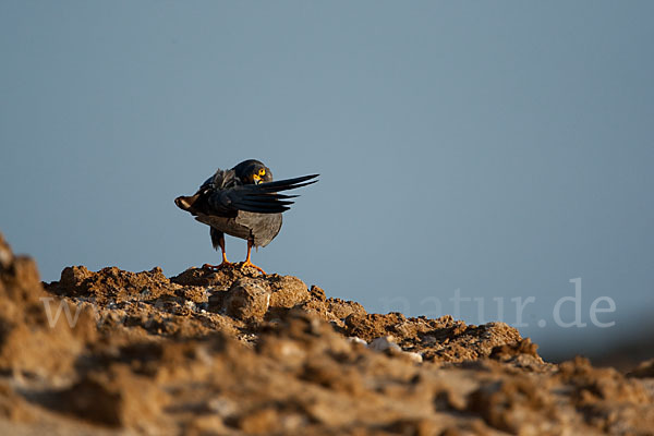 Schieferfalke (Falco concolor)