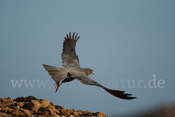 Schieferfalke (Falco concolor)