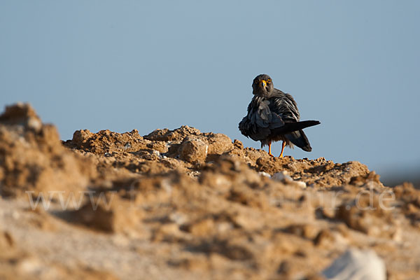 Schieferfalke (Falco concolor)